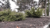 на месте бывших незаконных построек разбиты свежие клумбы и высажены деревья